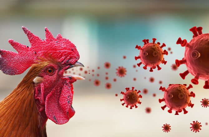 H9N2 Bird Flu Spread 