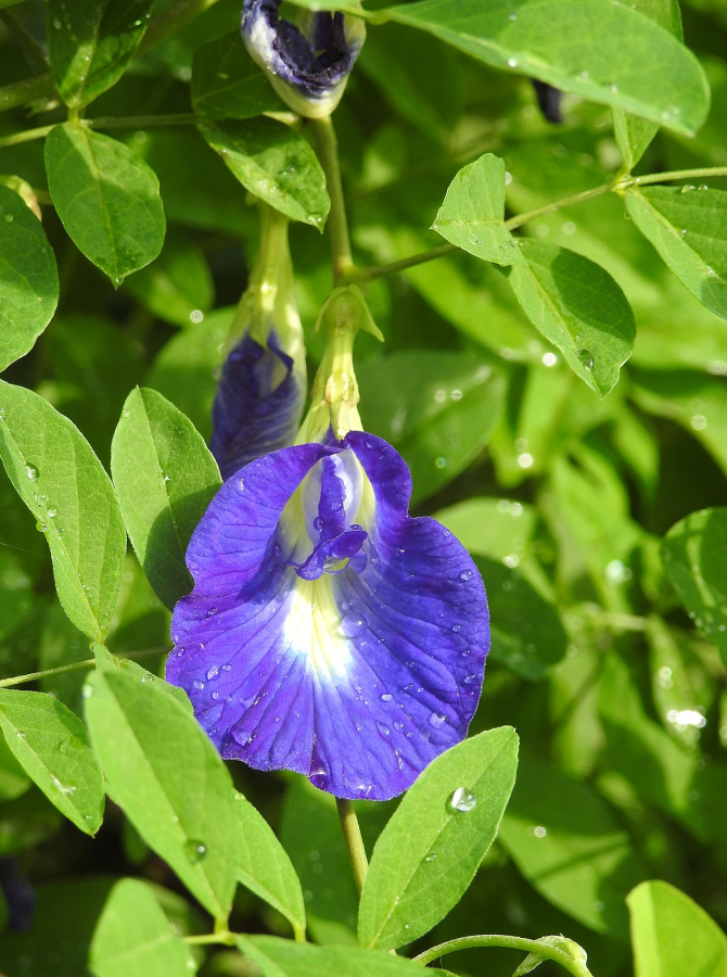 Asian pigeonwings is a all season flowers