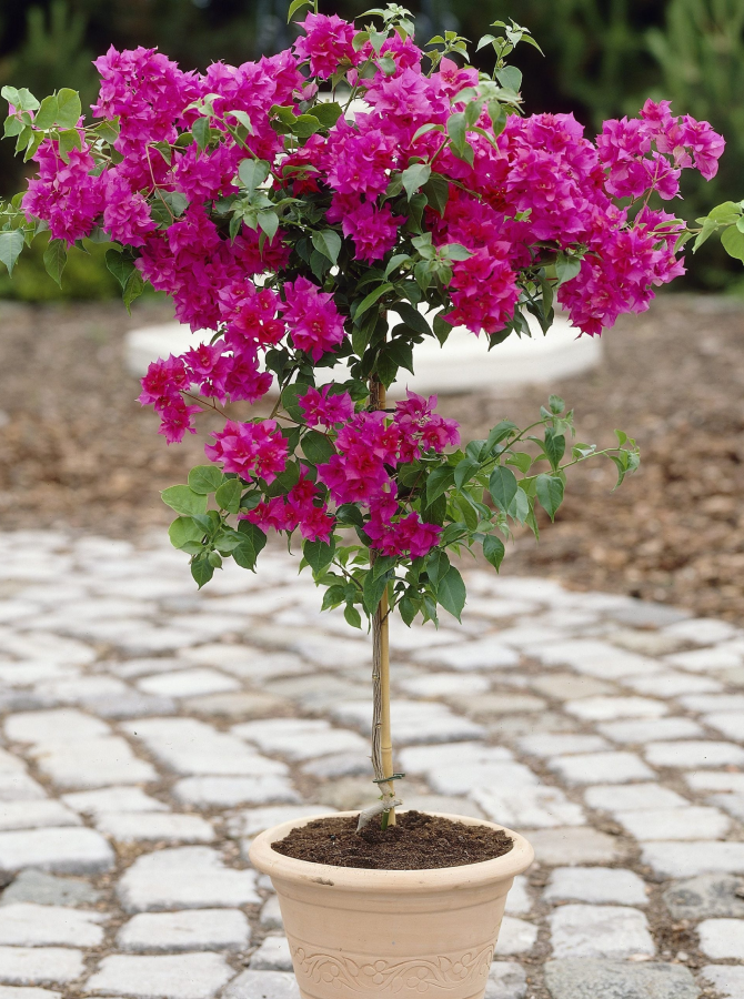 Bougainvillea