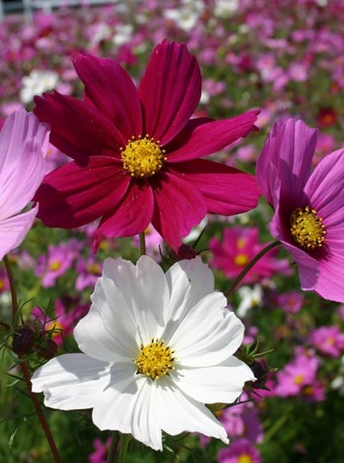 Garden Cosmos all season flowers
