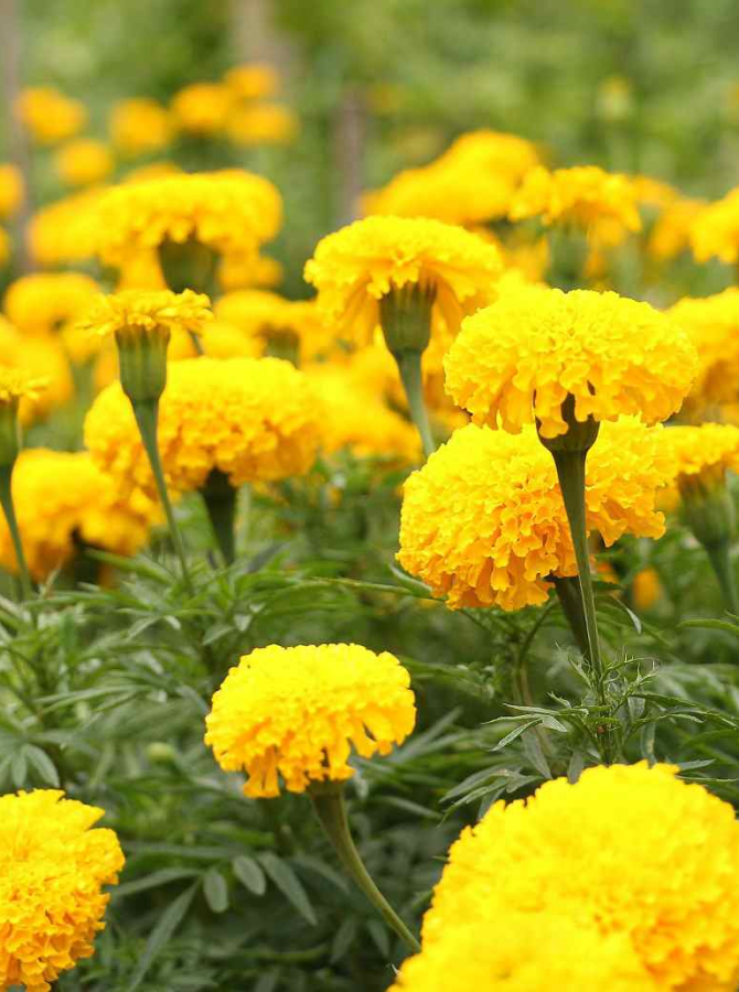 Marigold all season flowers