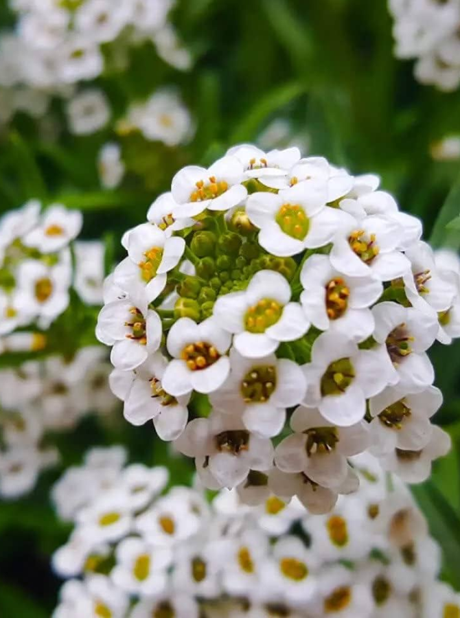 Sweet Alyssum
