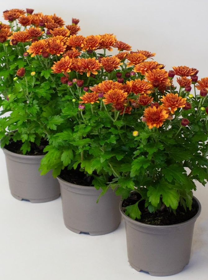 Trailing Garden Mums
